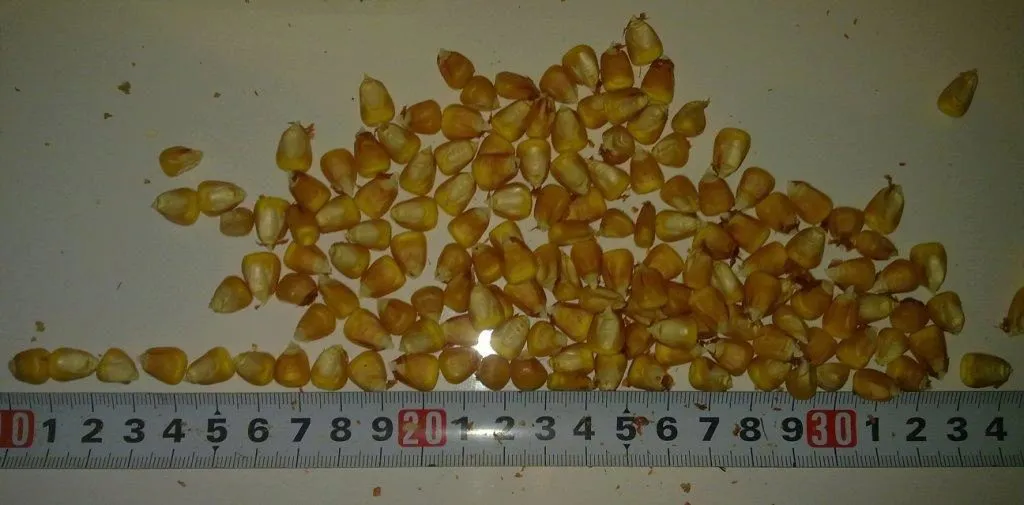 кукуруза продаем в Москве и Московской области