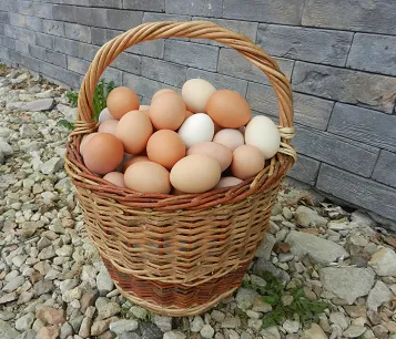 фотография продукта Яйцо куриное фермерское