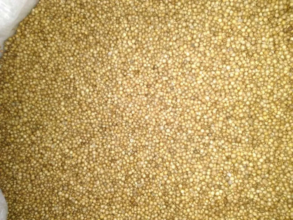 фотография продукта Кориандр зерно / молотый