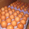 яйцо оптом от производителя со склада в Ногинск